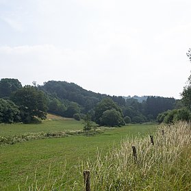 Forstweg entlang Wiesen