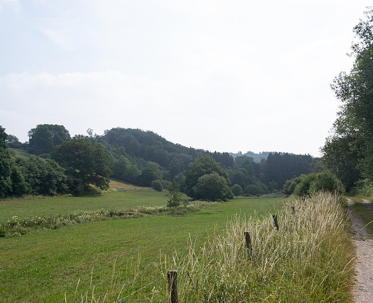 Forstweg entlang Wiesen