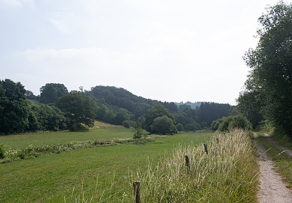 Forstweg entlang Wiesen