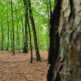 Waldbaden mit RobinWoods
