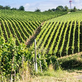 Natur und Stadt