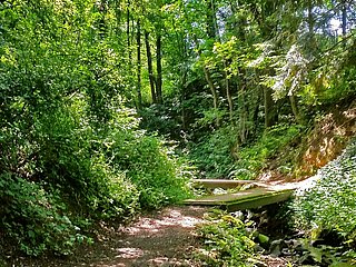 Maibachklamm, Walporzheim, Wingsbach, Ahrweiler, Ahrtal, AhrSteig, wandern