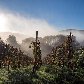 Weinberge im Ahrtal
