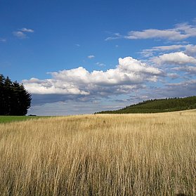 Weizenfeld in der Hocheifel