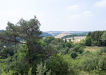 Blick über Baumkronen