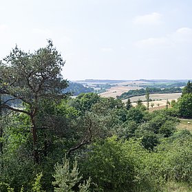Blick über Baumkronen