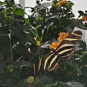 Schmetterlingsgarten_Eifalia