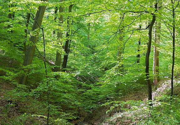 Urwaldprojekt Wohllebens Waldakademie