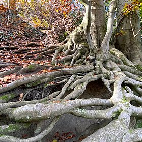Wurzelwerk im Wald oberhalb von Rolandseck
