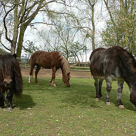 Tiergehege Schwanenteich, Ahrtal, Sinzig, Bad Bodendorf, Ahrradweg, Ahrtalweg, Tiere