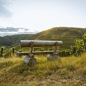 In den Weinbergen