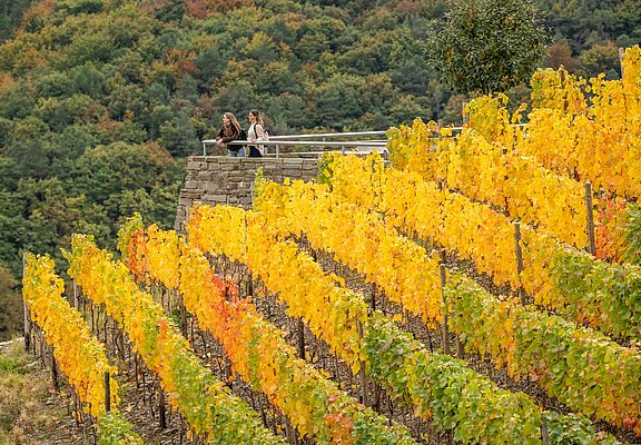 Weinberge im Herbst auf der Wein-Entdecker-Tour