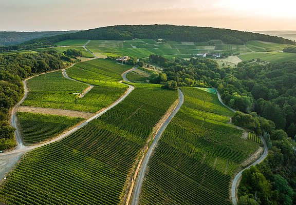 Blick auf den Rotweinwanderweg