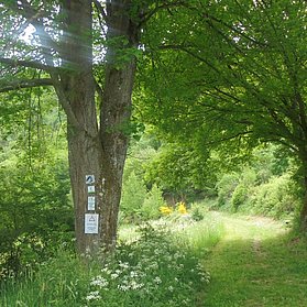 Eingang zum Jägerpfad AhrSteig