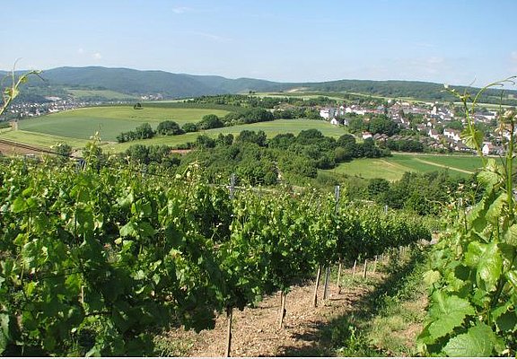 Weinbergsblick